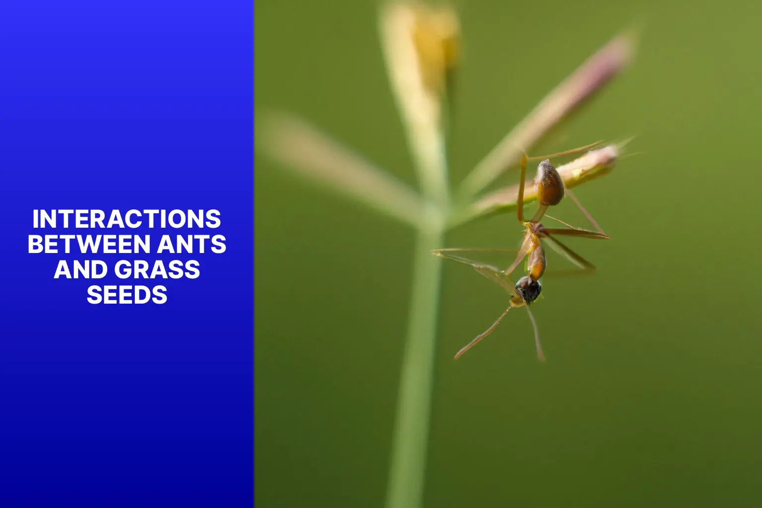 Interactions Between Ants and Grass Seeds - Do Ants Eat Grass Seeds? 