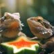 can bearded dragons eat star fruit