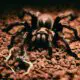 how long can tarantulas go without food